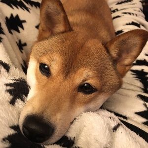 Meet one of the Dark & Co shop assistants Gnocchi!